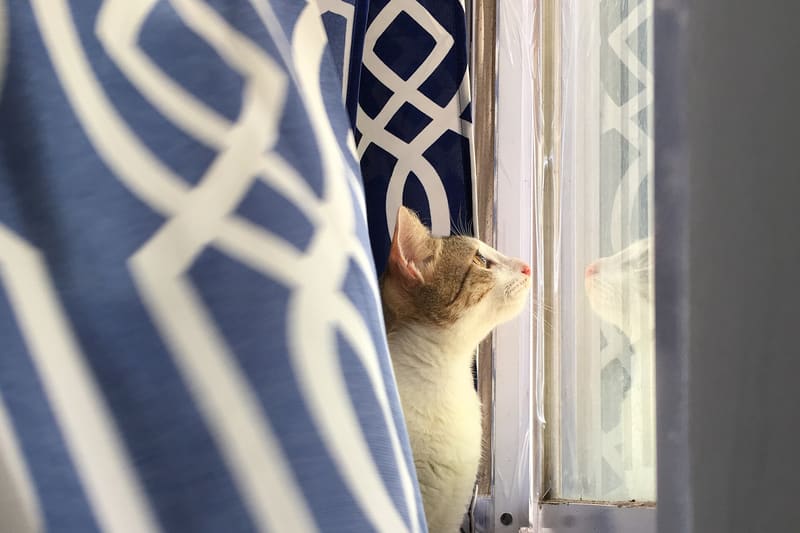 Cat looking up