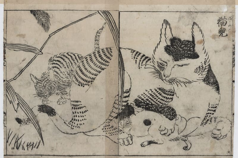 Kitten nursing