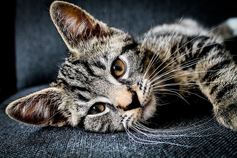 Cat resting close up