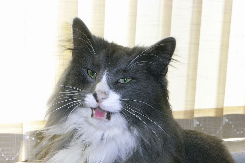 Cat meowing mouth open