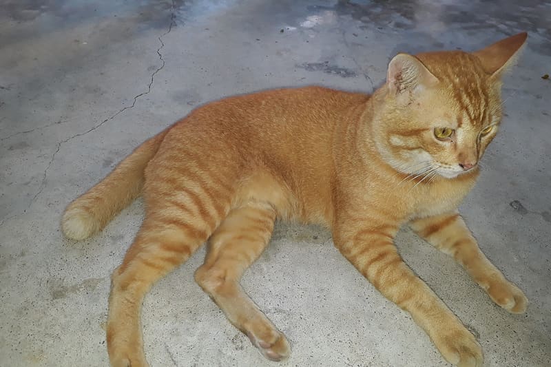 Domestic cat lying