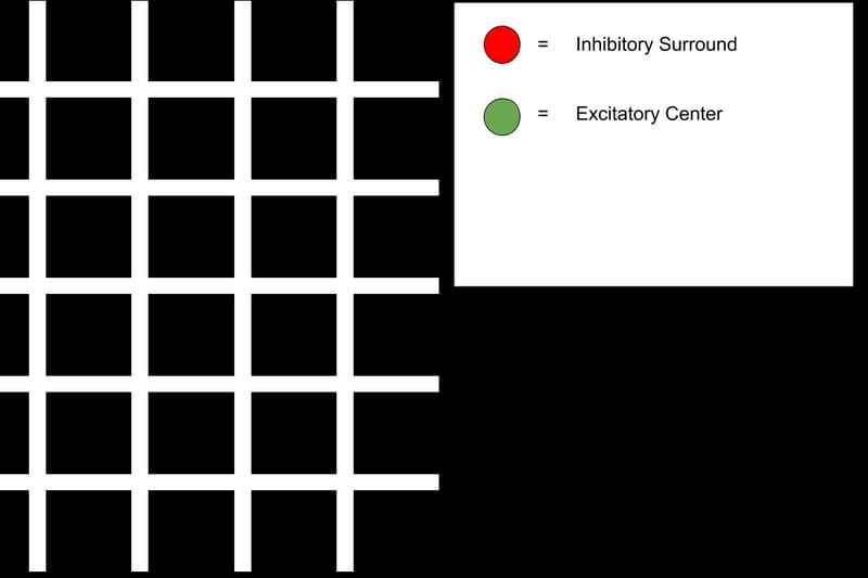 Hermann grid illusion